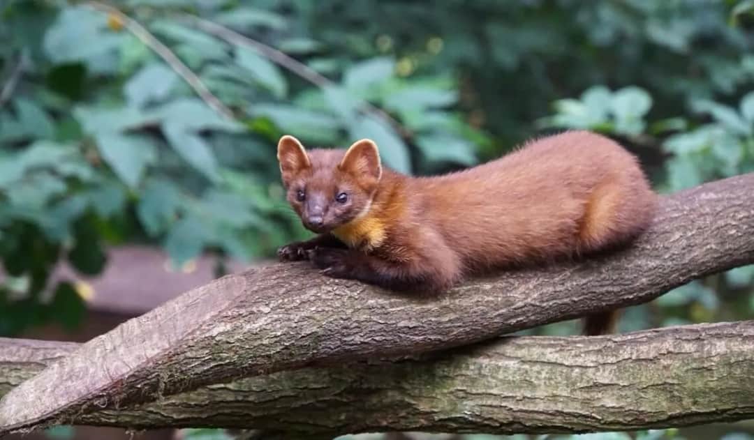Jak zabezpieczyć poddasze przed kunami i uniknąć kosztownych zniszczeń