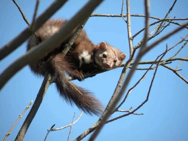 Skuteczne metody na to, jak pozbyć się gryzoni z poddasza